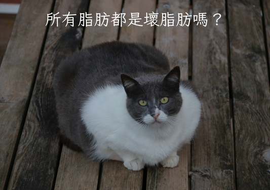 所有脂肪都是壞脂肪嗎？